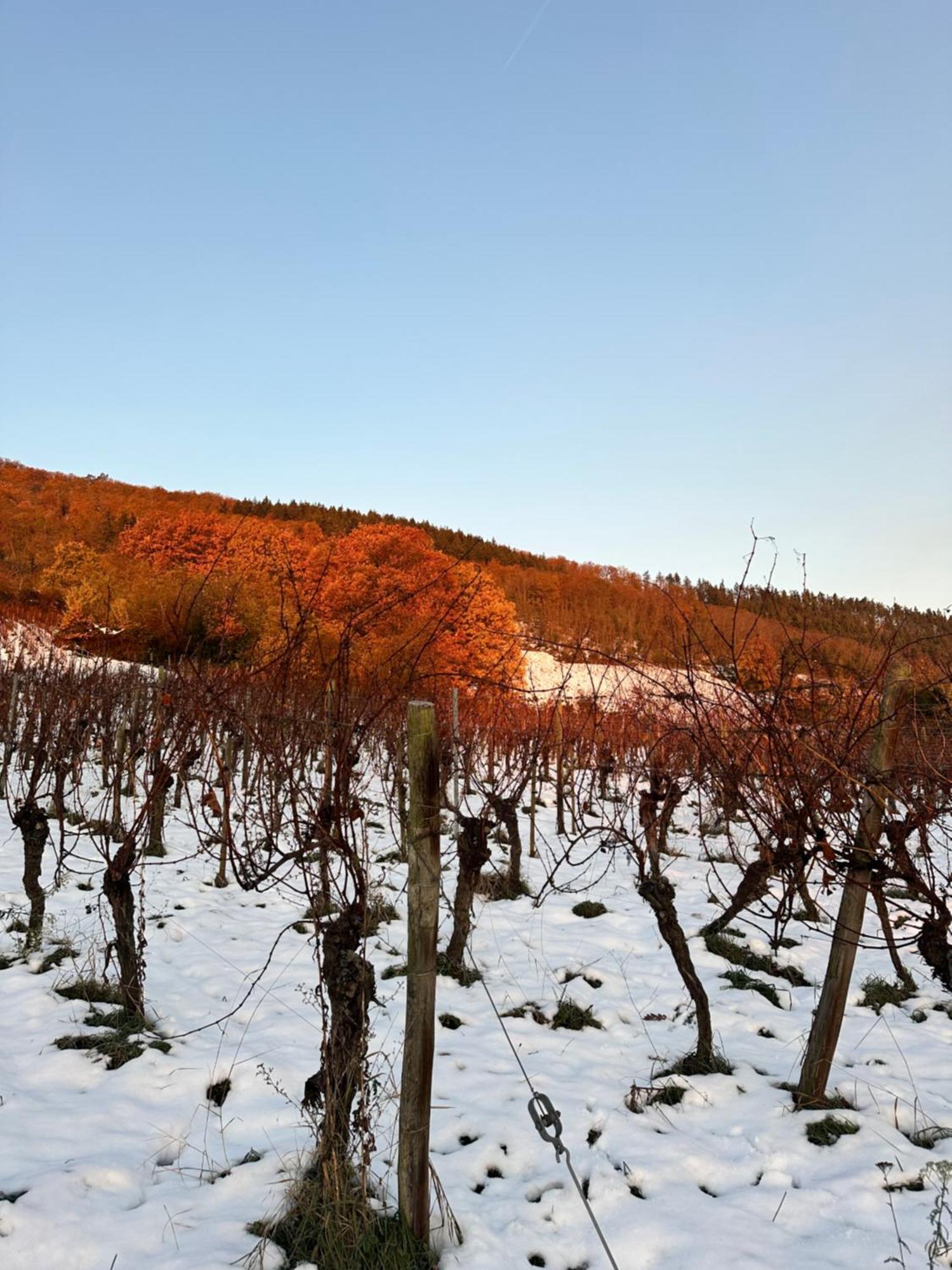 Auberge Le Meisenberg Châtenois エクステリア 写真