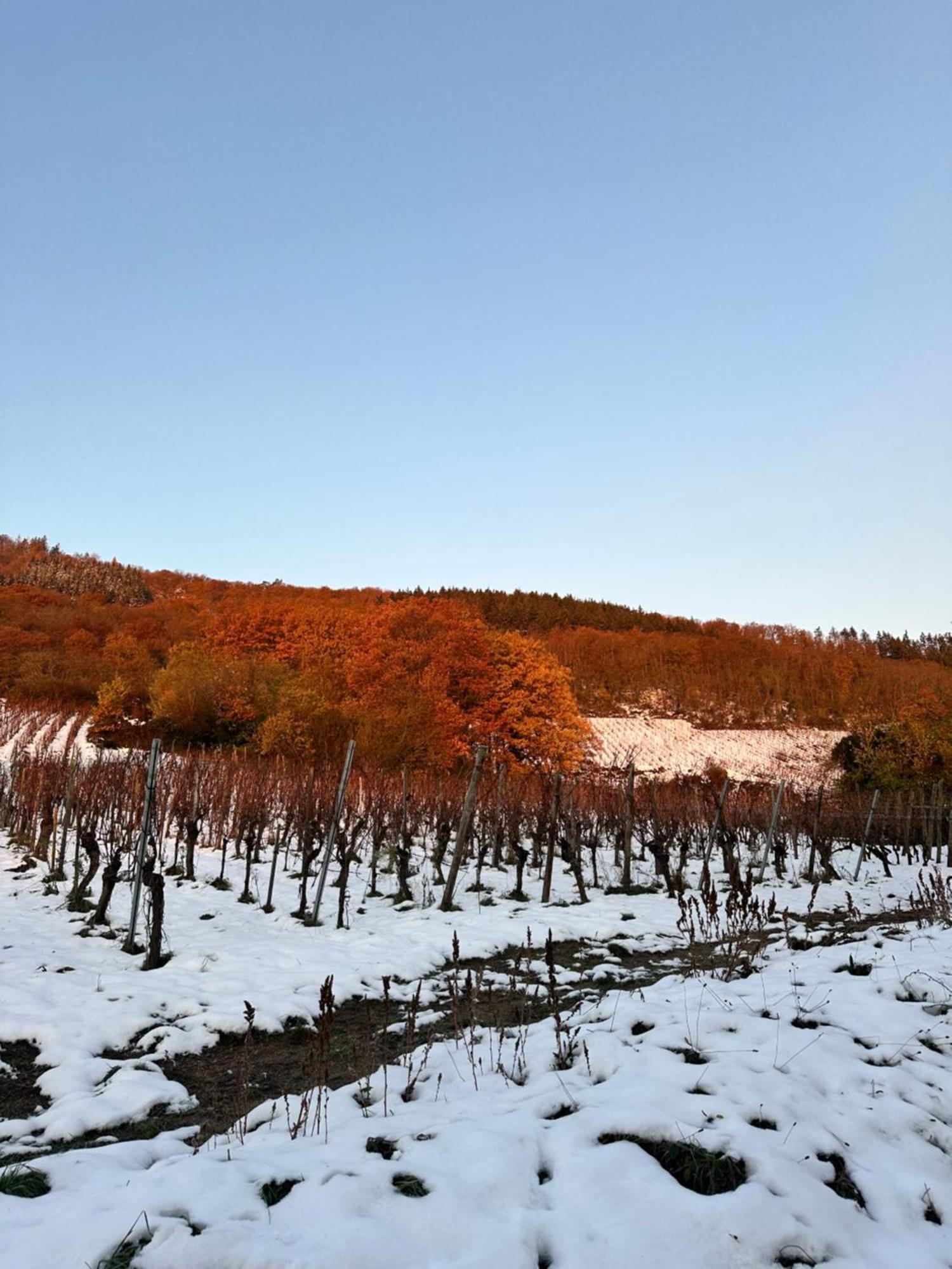 Auberge Le Meisenberg Châtenois エクステリア 写真